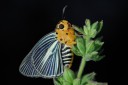 Filename=071021_fy_15.jpg
Filesize=425KiB
Dimensions=1920x1279
Date added=Aug 03, 2011 071021_fy_15.jpg