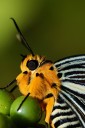 Filename=071208_tpk_01.jpg
Filesize=469KiB
Dimensions=1275x1920
Date added=Aug 03, 2011 071208_tpk_01.jpg