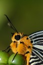 Filename=071208_tpk_03.jpg
Filesize=368KiB
Dimensions=1275x1920
Date added=Aug 03, 2011 071208_tpk_03.jpg