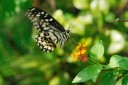 Filename=080503_sh_20.jpg
Filesize=411KiB
Dimensions=1920x1279
Date added=Aug 04, 2011 080503_sh_20.jpg