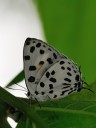 Filename=080517_fy_02.jpg
Filesize=415KiB
Dimensions=1440x1920
Date added=Oct 30, 2011 080517_fy_02.jpg