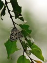 Filename=080517_fy_04.jpg
Filesize=459KiB
Dimensions=1440x1920
Date added=Oct 30, 2011 080517_fy_04.jpg