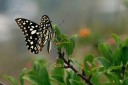 Filename=080518_ntm_02.jpg
Filesize=441KiB
Dimensions=1920x1279
Date added=Aug 04, 2011 080518_ntm_02.jpg