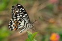 Filename=080518_ntm_04.jpg
Filesize=382KiB
Dimensions=1920x1279
Date added=Aug 04, 2011 080518_ntm_04.jpg