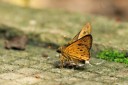 080524_hoiha_35.jpg