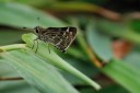 080601_ninepin_11.jpg