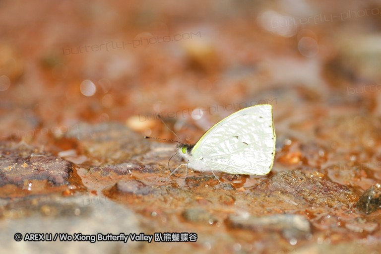 091025_sisidro_b8.jpg