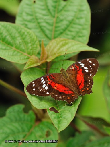 091027_alinahui_120.jpg