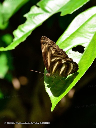 110509_phuket_029.jpg