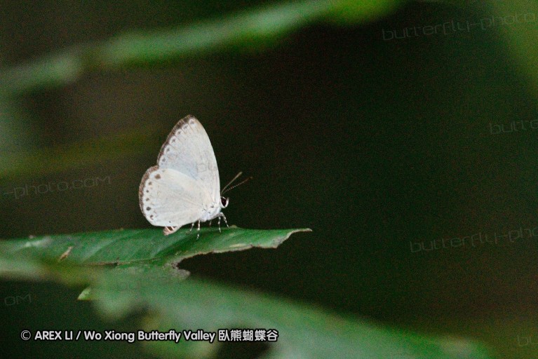 110509_phuket_039.jpg