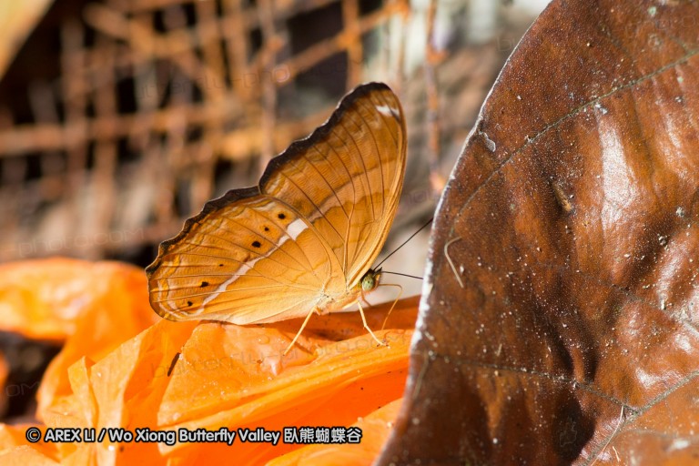 120404_lentang_20.jpg