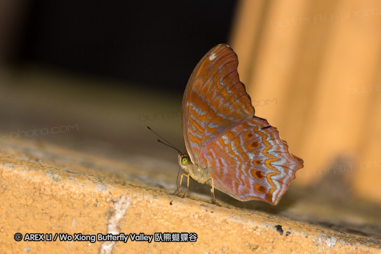 120404_lentang_28.jpg