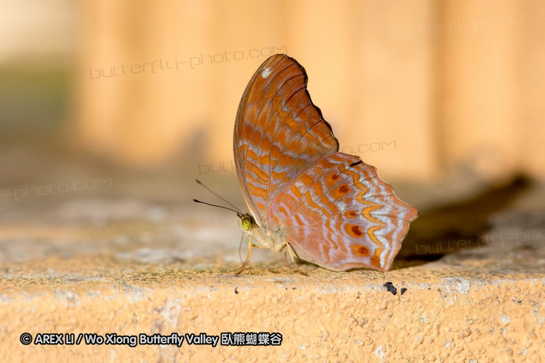 120404_lentang_30.jpg