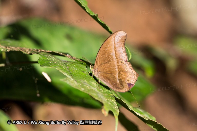 120404_lentang_33.jpg
