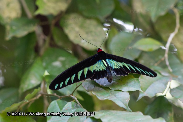 120404_lentang_37.jpg