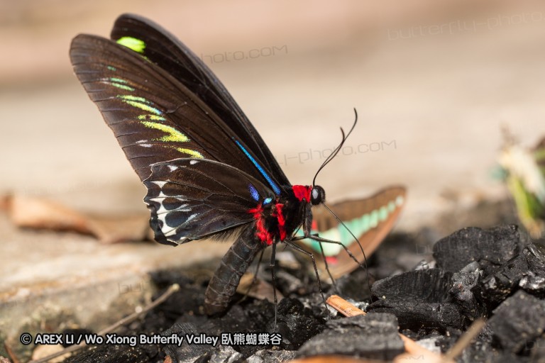 120404_lentang_43.jpg