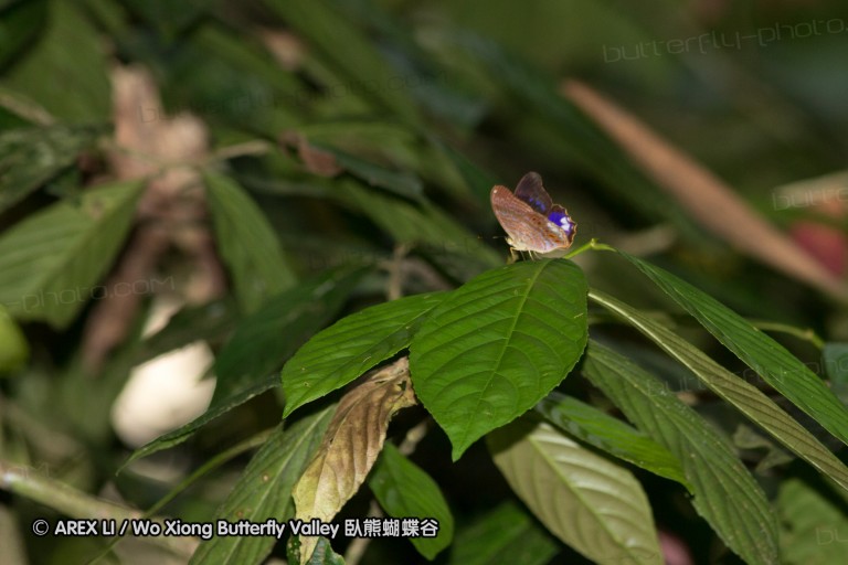 120404_lentang_56.jpg