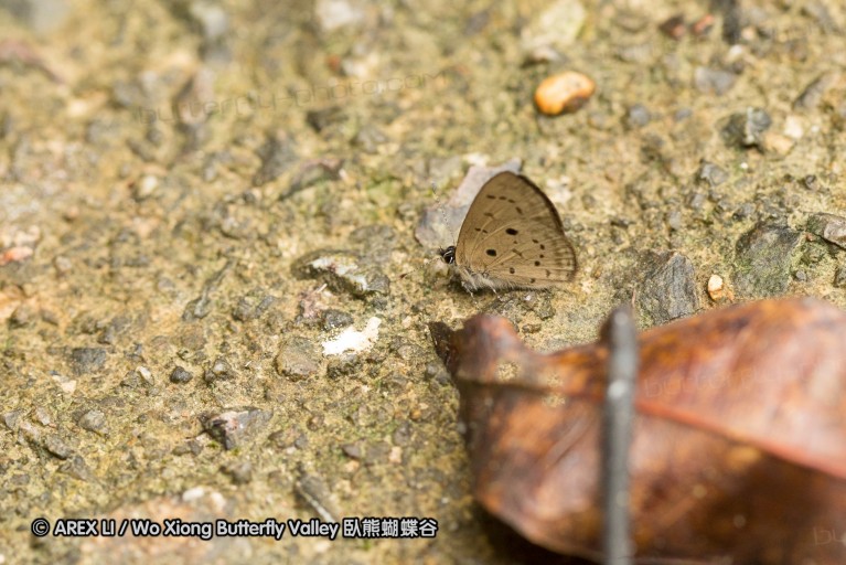 120404_lentang_58.jpg