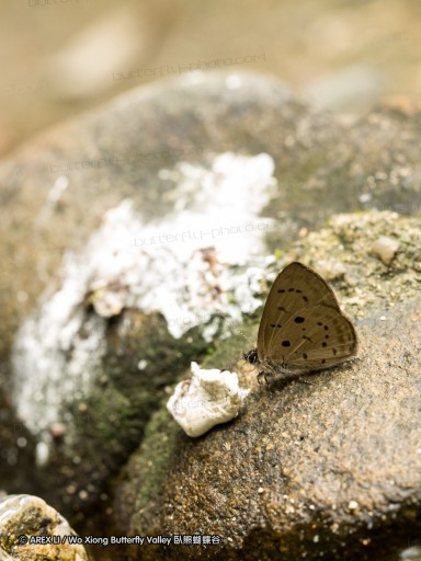 120404_lentang_60.jpg