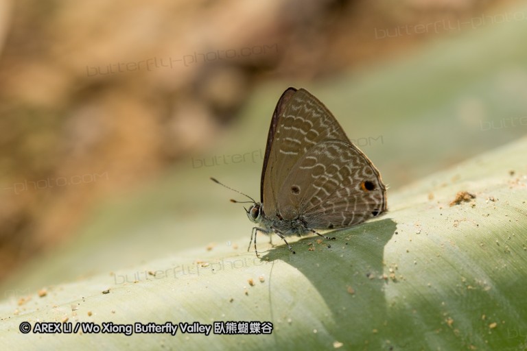 120404_lentang_61.jpg