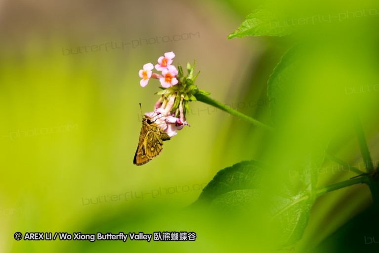 120409_uluchepor_31.jpg