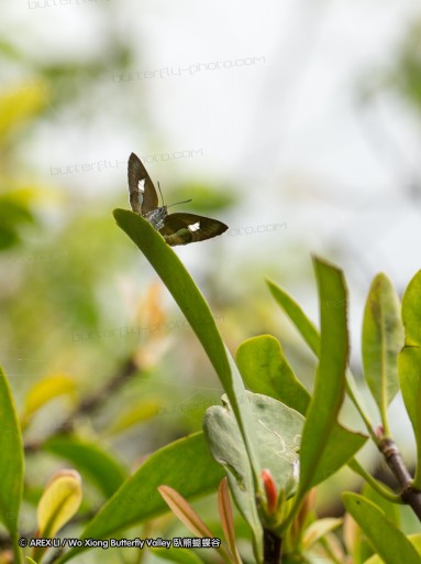 120429_mos_15.jpg