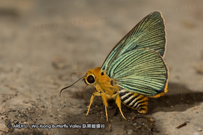 120625_dadungshan_01.jpg