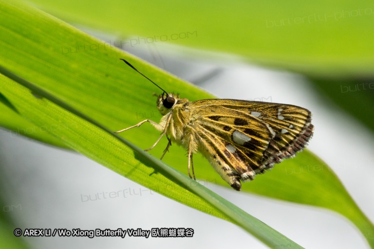 120625_dadungshan_35.jpg
