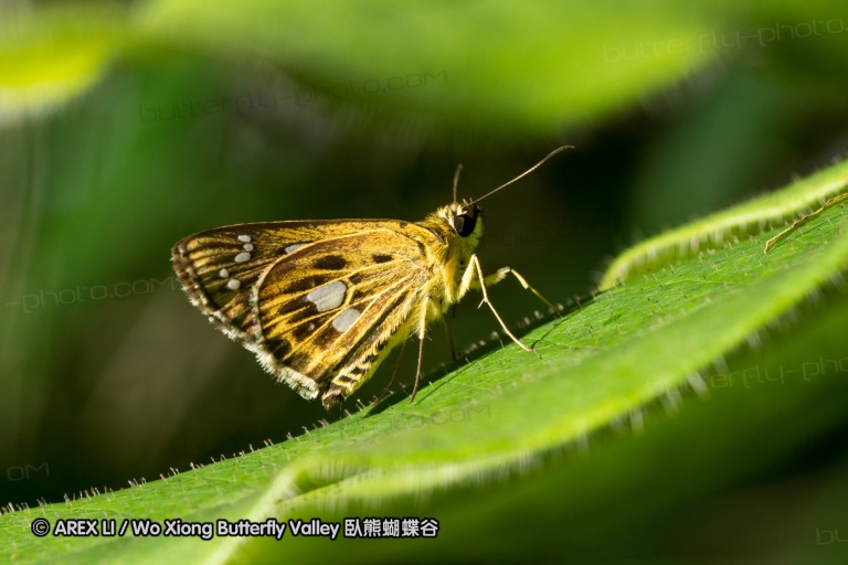 120625_dadungshan_42.jpg