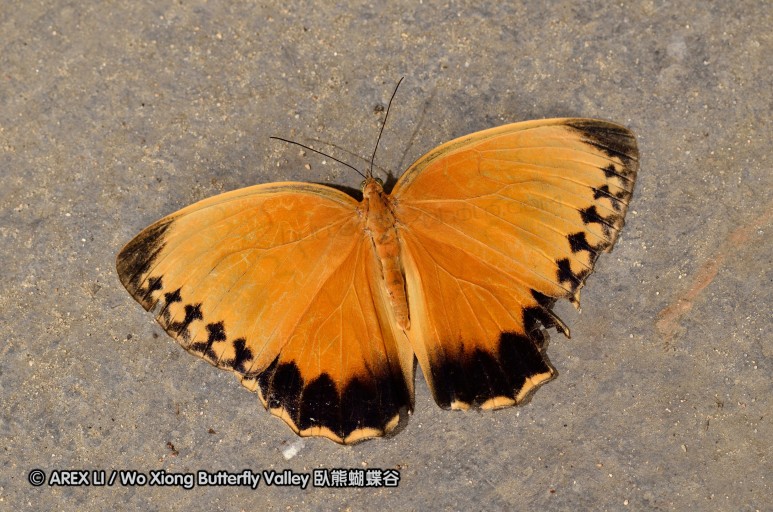 120630_dadungshan_01.jpg