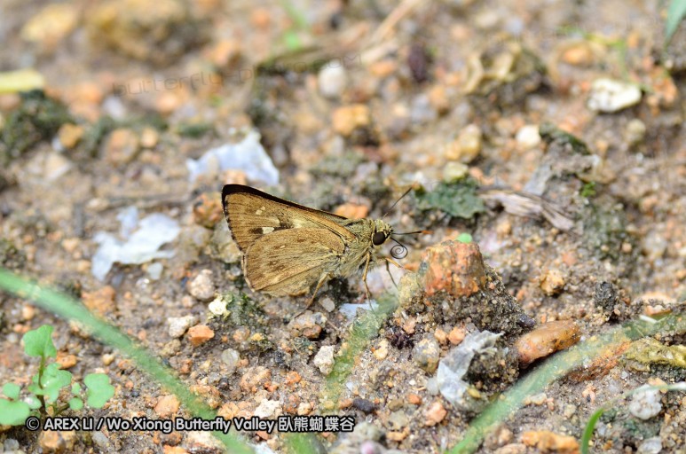 120630_dadungshan_25.jpg