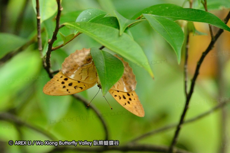 120630_dadungshan_29.jpg