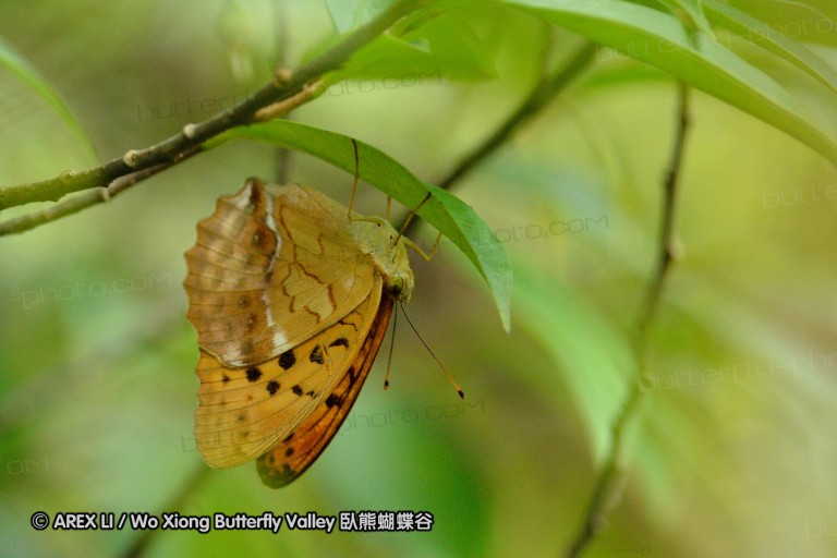 120630_dadungshan_31.jpg