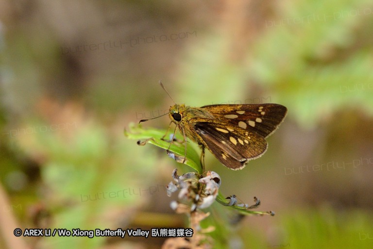 120630_dadungshan_52.jpg