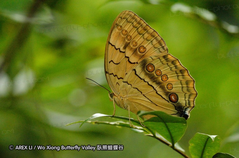 120630_dadungshan_66.jpg