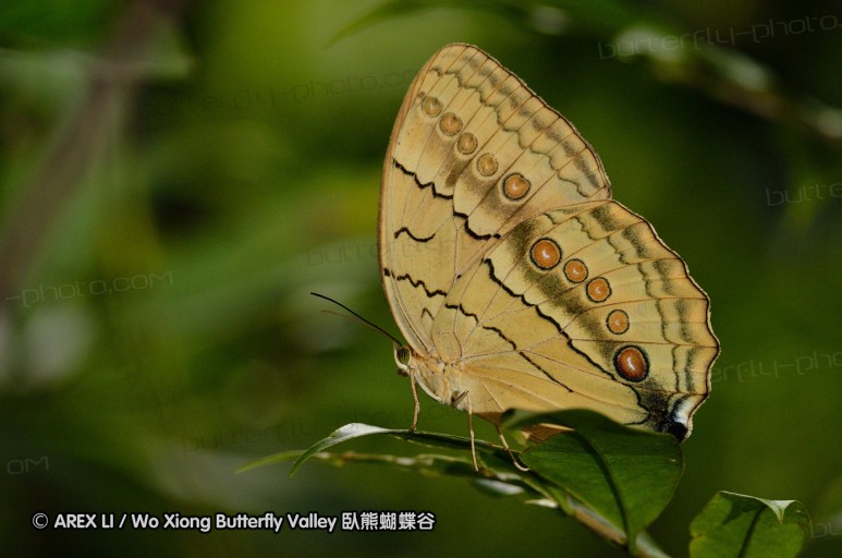 120630_dadungshan_67.jpg