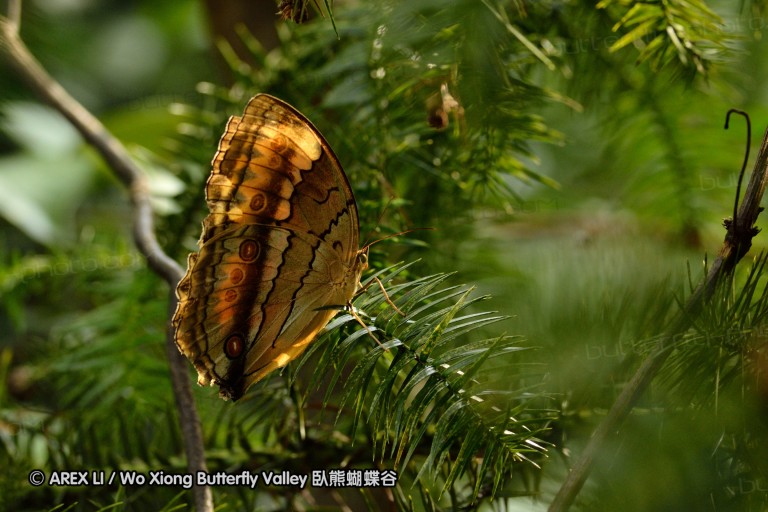 120701_dadungshan_92.jpg