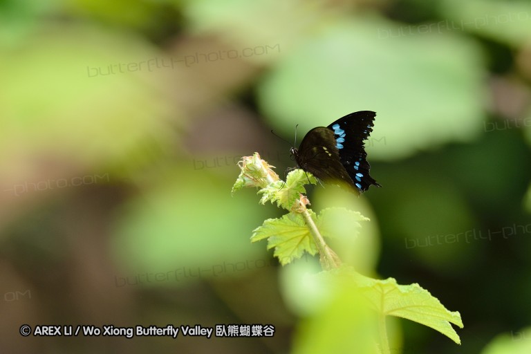 121002_andasibe_070.jpg