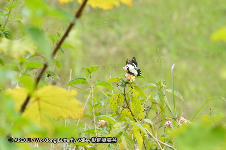 121002_andasibe_142.jpg