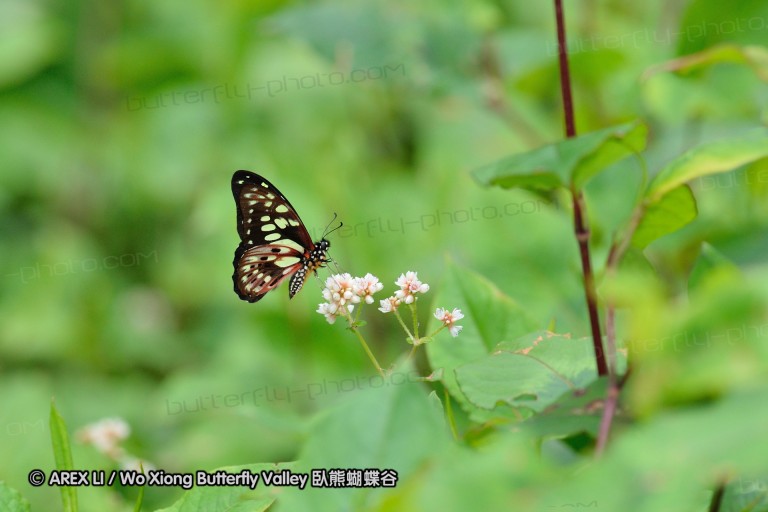 121003_andasibe_079.jpg