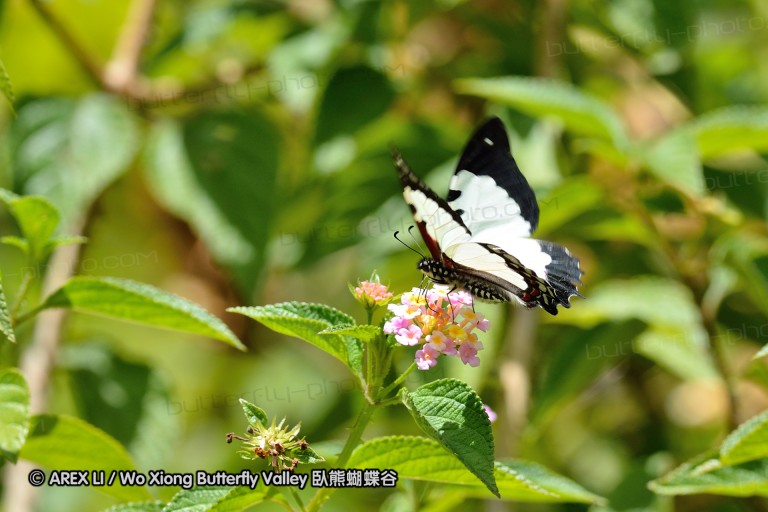 121003_andasibe_095.jpg