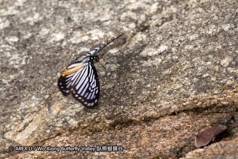 130213_huaiyang_45.jpg