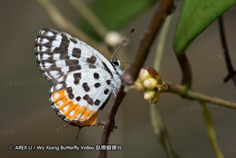 130214_khaolan_19.jpg