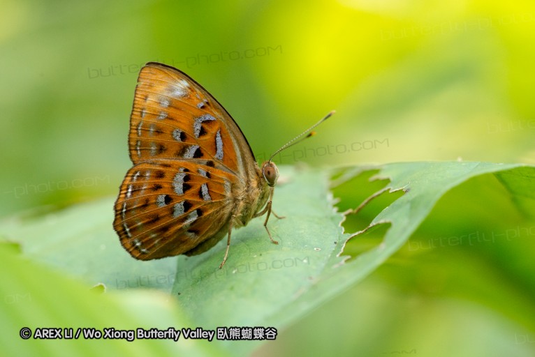 130216_hindad_15.jpg