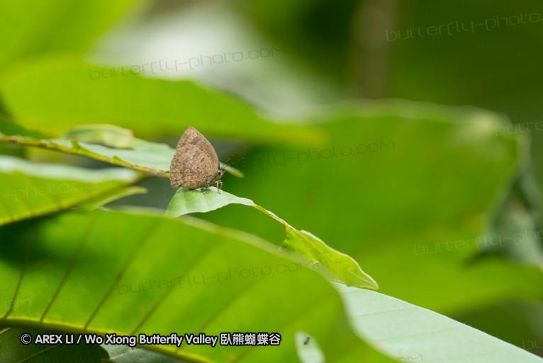 130216_hindad_84.jpg