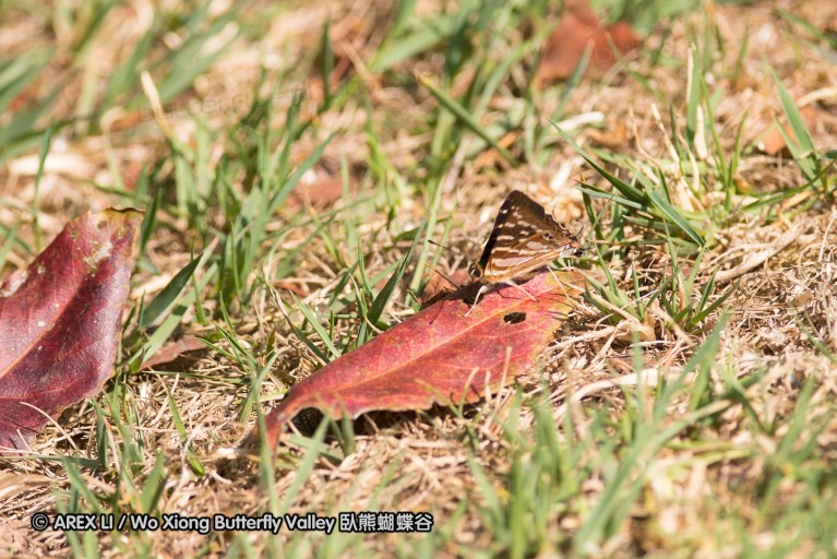 130330_inthanon_003.jpg