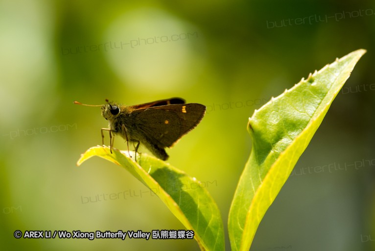 130330_inthanon_029.jpg