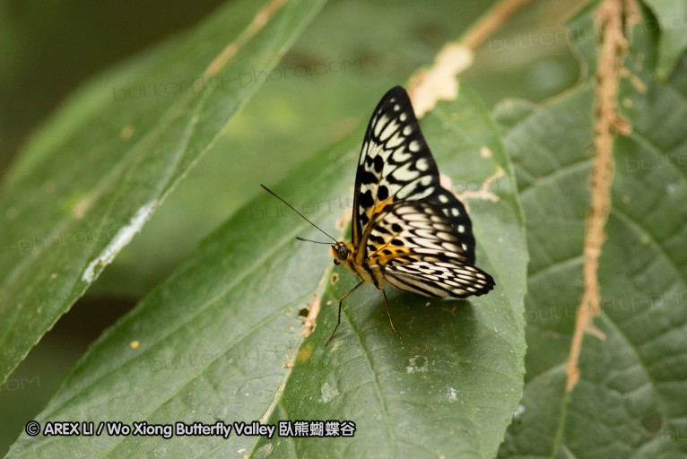 130330_inthanon_051.jpg