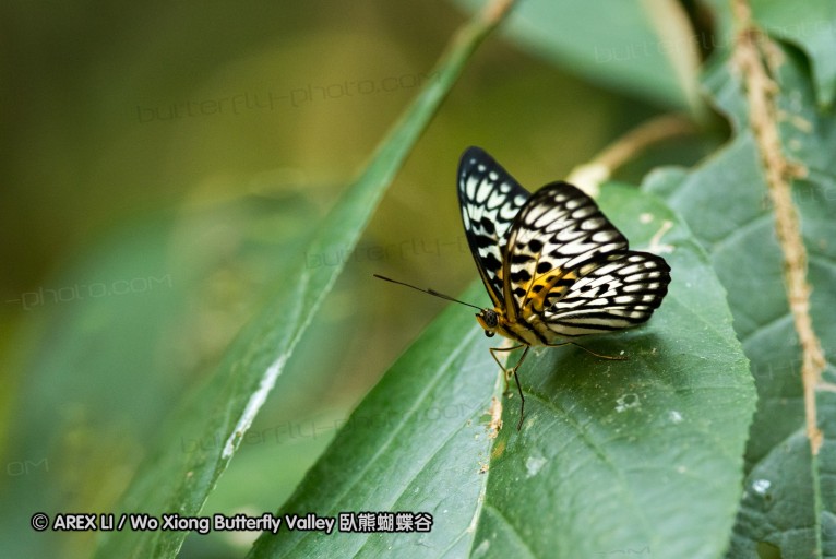 130330_inthanon_052.jpg