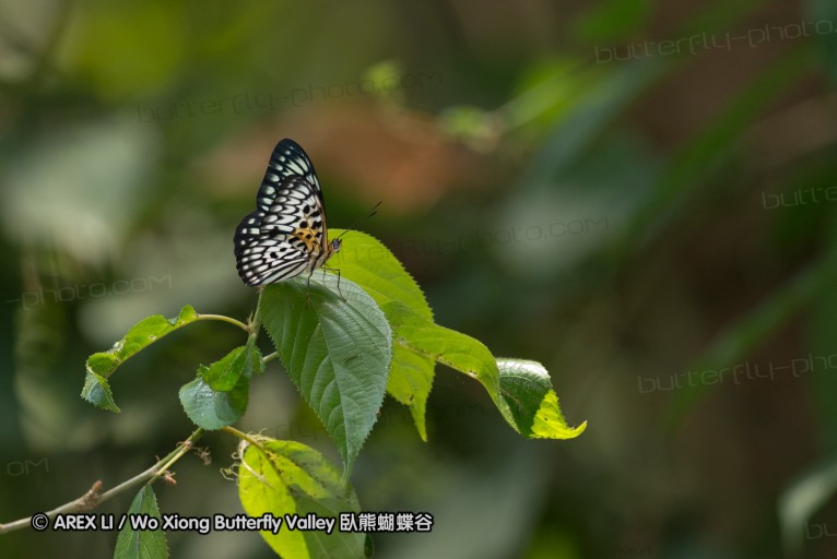 130330_inthanon_056.jpg
